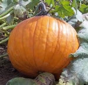 Big Max Pumpkin – Mary's Heirloom Seeds