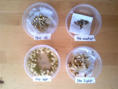 mustard seed germination experiment