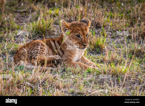 Little lion cub in Kenya Stock Photo - Alamy