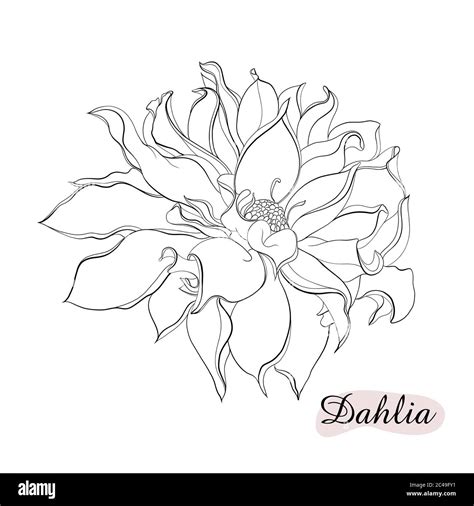 White Dahlia Drawing