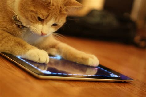 Apps for cats. It's true.