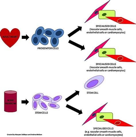 Progenitor Cells - Definition, Types, Vs Stem Cells and Function