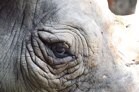 Rhino eye stock photo. Image of herbivore, africa, muddy - 19770870