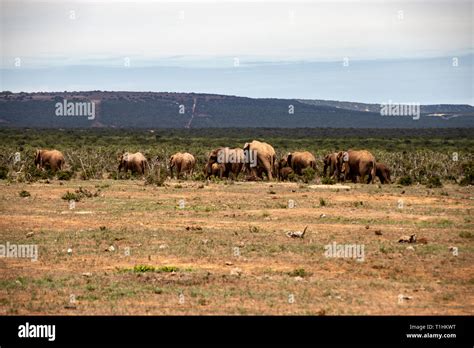 Elephant and elephant. Kenya. Safari in Africa. African elephant ...