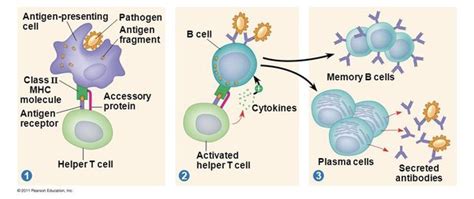 Which of the Following Are Examples of Antigen-presenting Cells ...