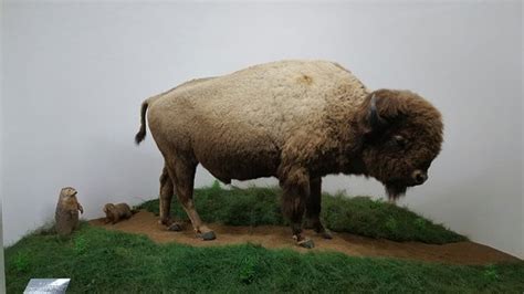 Mammoth Cave Wildlife Museum (Cave City) - 2021 Qué saber antes de ir - Lo más comentado por la ...