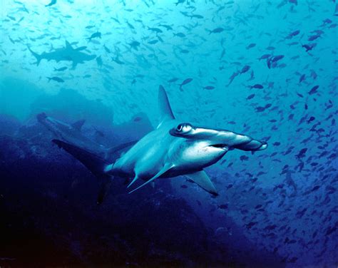 Study Uncovers Great Hammerhead Shark Migration | Marine Science Today