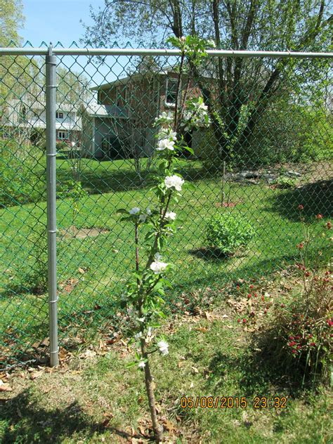 Urban/column apple tree - General Fruit Growing - Growing Fruit