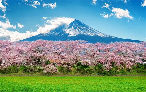 Experience Japan's Cherry Blossoms | Ultimate Hanami Guide