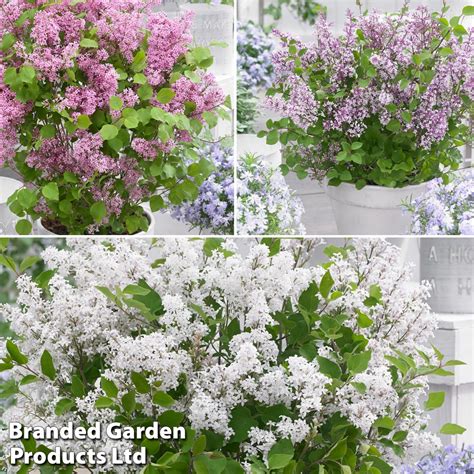 Syringa Flowerfesta® Collection | Suttons