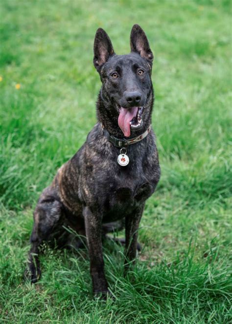 Are Bones Safe For Dutch Shepherd Puppies