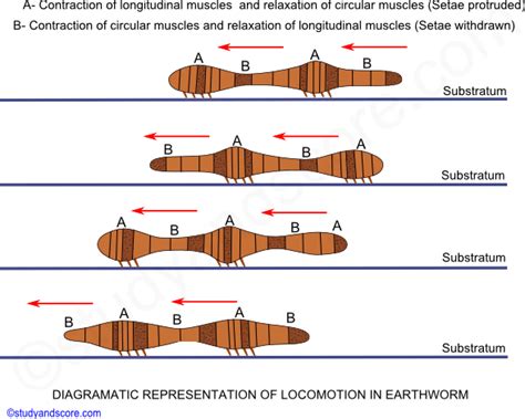 Define Body Wall Of Earthworm - The Earth Images Revimage.Org