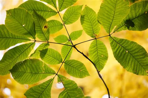 Shagbark Hickory Leaf Facts & Tips