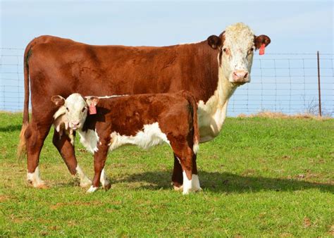 Hereford calf and cow | Hereford cattle, Cattle, Cute wild animals