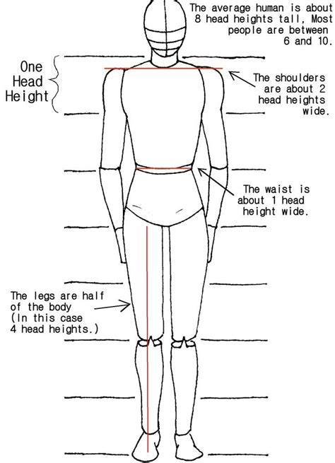 the back view of a man's body with measurements for each part of it