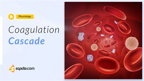 Coagulation Cascade | Physiology Animation | V-Learning