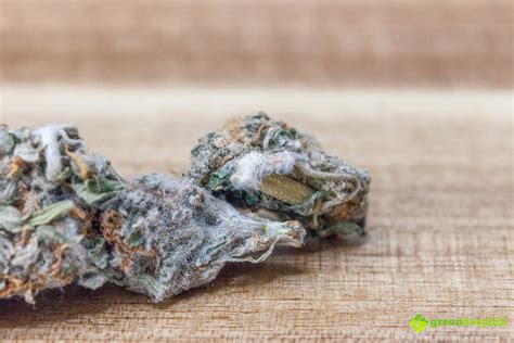 Everything You Should Know About Cannabis Mold | Greendorphin.com