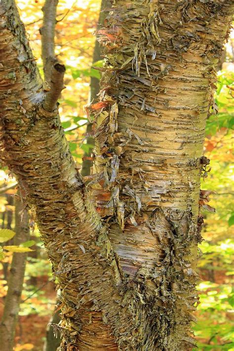 How to Grow and Care for the Yellow Birch