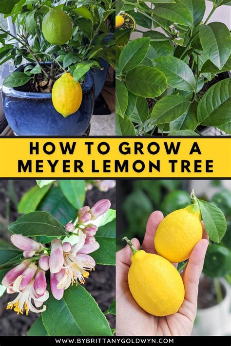 Meyer-Lemon-Tree-Care-Pin-1 - By Brittany Goldwyn | Live Creatively