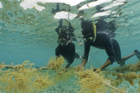 Growing Belize Gold: Seaweed Farming as the Future of Marine ...