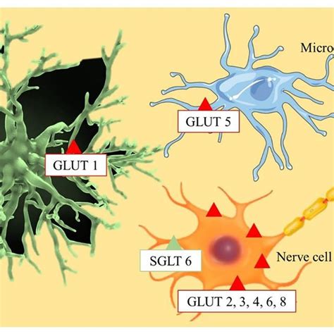 Schematic structure of GLUT family glucose transporters proteins | Download Scientific Diagram