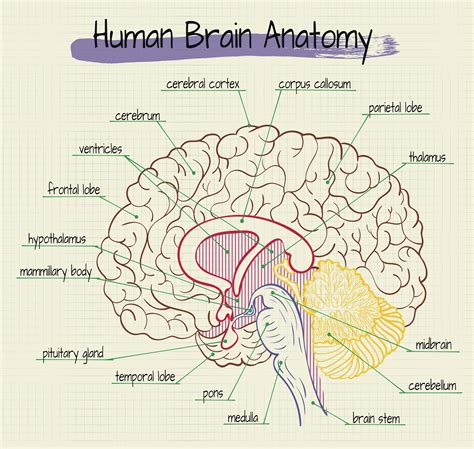 brain-anatomy – Rachel Gold