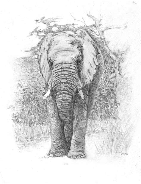 Pencil Sketch Elephant Bull in 2024 | Animal drawings, Elephant, Bull