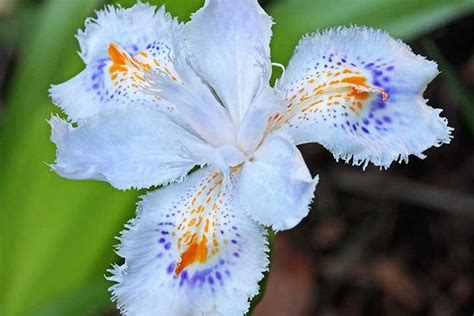 Japanese Iris vs. Siberian Iris - What is The Difference? - Living Boosts