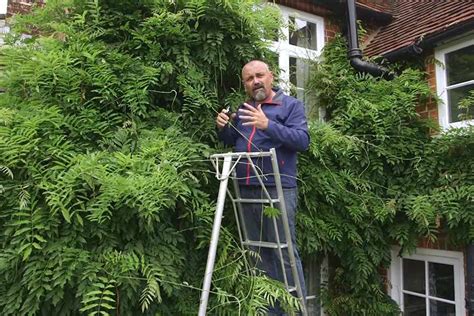 Pruning Wisteria in Summer (video) - gardenersworld.com