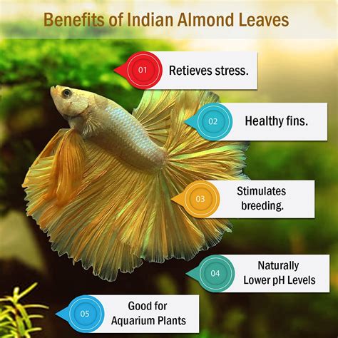 Make Indian Almond Leaf Extract Help Bettas Heal