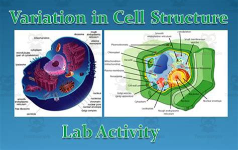 Cell Lab Activity by Teach Simple