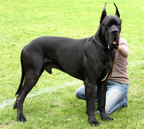 Cute Dogs|Pets: Great Dane~Tallest Dog in the World Pictures