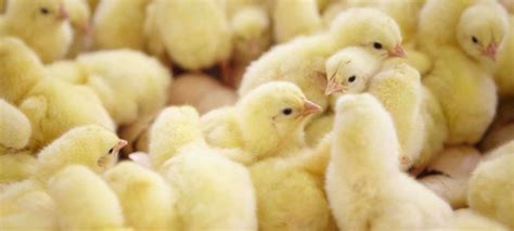 Uzima Chicken Ltd in Rwanda begins chicks exportation