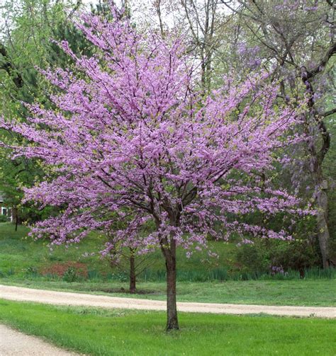 Eastern Redbud Tree - A breathtaking flowering native to North America – Online Orchards