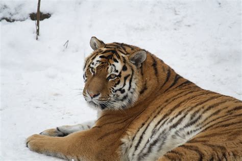 Siberian Tiger Facts, Cubs, Habitat, Diet, Adaptations, Pictures