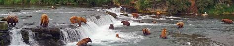 Bear Tours & Fly-In Fishing | Kenai Sportfishing