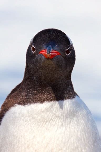 Antarctic Tundra Penguins