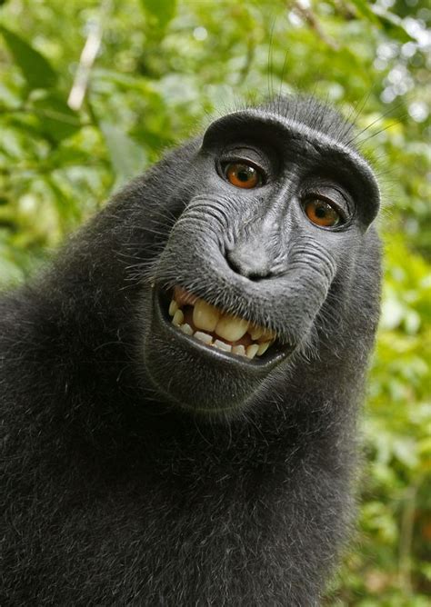 Black macaque takes self-portrait: Monkey borrows photographer's camera | Daily Mail Online