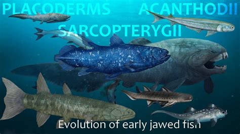 Evolution of Placoderms, Acanthods and Sarcopterygii - YouTube