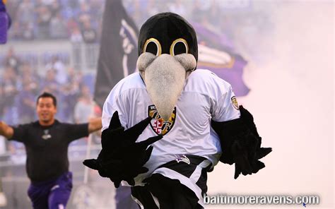 Poe - Baltimore Ravens Mascot | Baltimore ravens football, Ravens ...