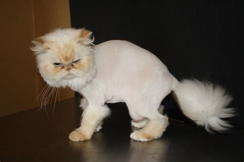 What is a lion cut? — Cat Naps Cattery