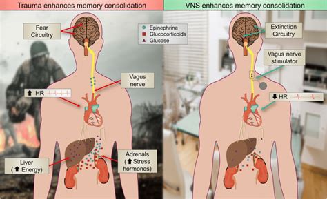 Vagus nerve stimulation harnesses stress response mechanisms to enhance... | Download Scientific ...