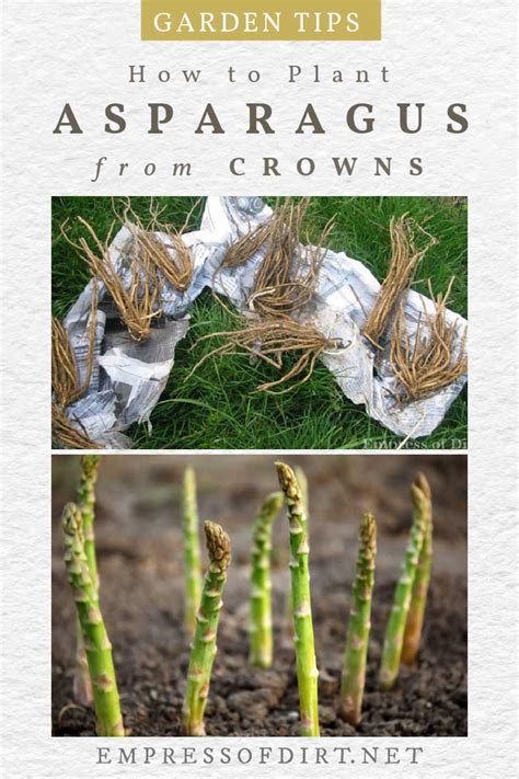 How to Plant Asparagus Crowns