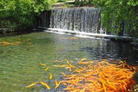 7 Most Breathtaking Koi Fish Ponds - Qnud