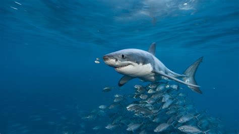 Great white shark