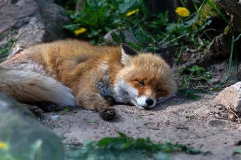 12 Sleeping Foxes That Will Make You Want a Nap | Pet fox, Fox, Red fox