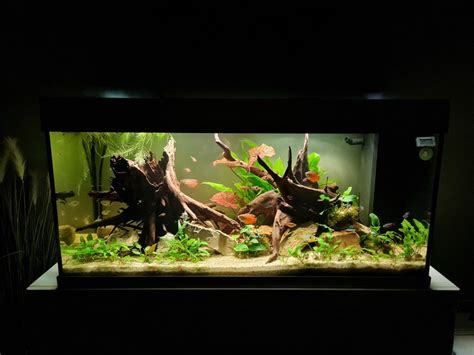 Most Beautiful Freshwater Tanks ( All Time )