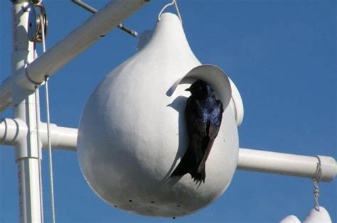 How to Make a Purple Martin Gourd House - Birds and Blooms