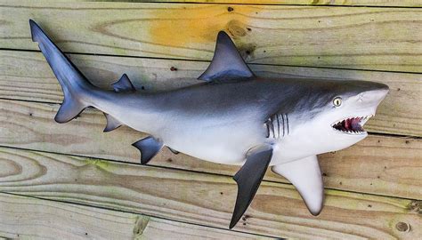 Bull Shark 30 inch full mount fiberglass fish replica - The Fish Mount ...