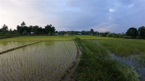 A Rainy Day Walk in a Beautiful Field | Peaceful Rain Walking Tour | 4k ...